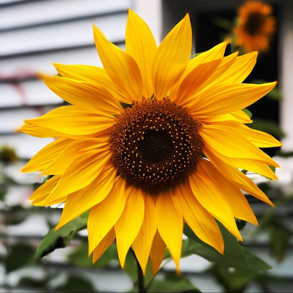 Meet your Posher, Sabrina - Picture 1 of 1